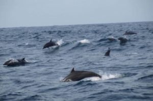 Dolfijnen spotten / Lovina Bali